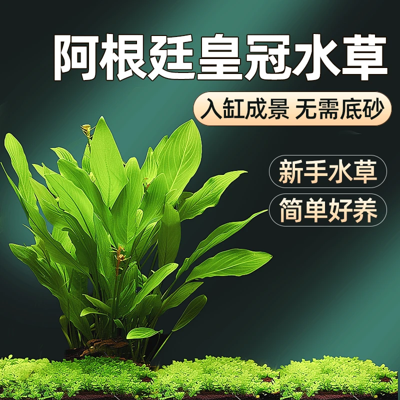 水草草缸植物阿根廷皇冠增氧古法养鱼净化水质水上水培植物