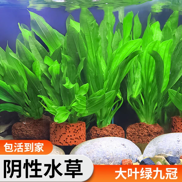 鱼缸造景水草植物绿九冠活体阴性草生态天然水草鱼缸专用水草装饰