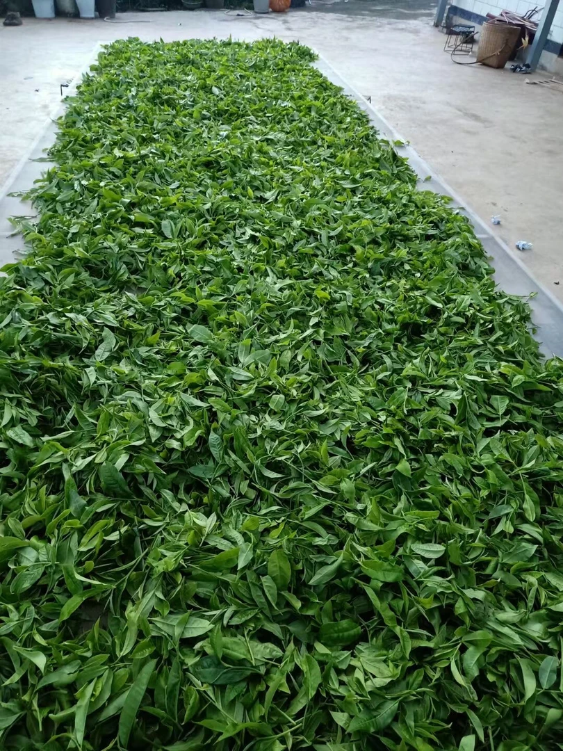 2024春【勐库西半山】200克 普洱茶 紧压茶