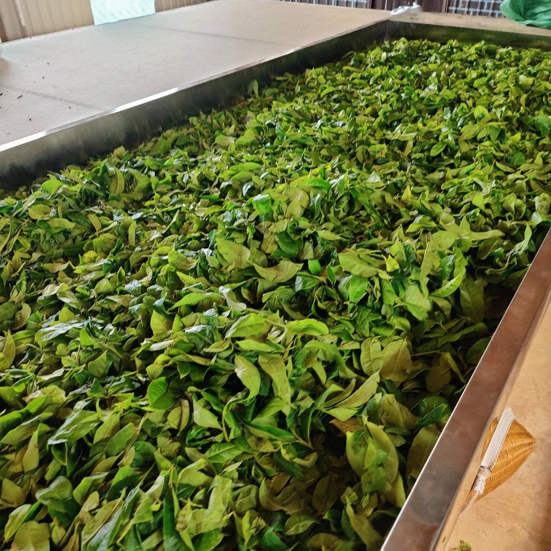 2024春【下磨烈龙珠】10颗 普洱茶 紧压茶