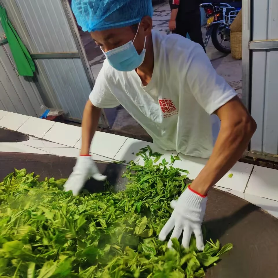 2024秋【糯伍单株】200克 普洱茶 紧压茶