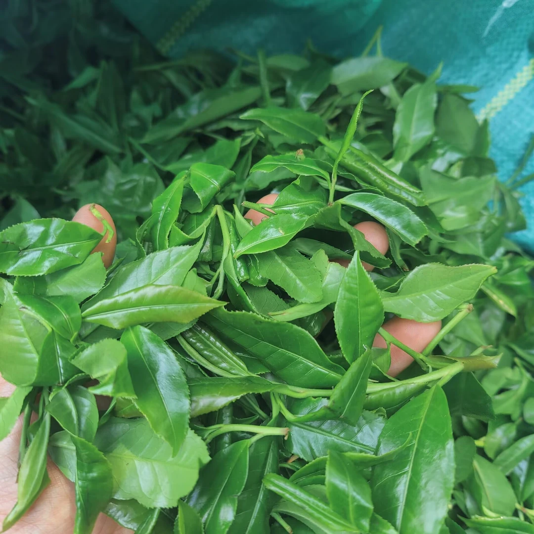 2024春【酒房单株】100克 普洱茶 紧压茶