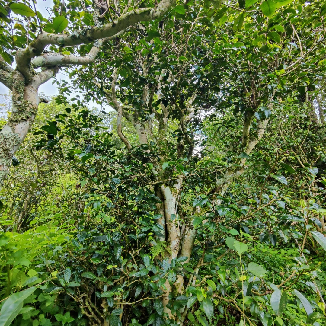2023春【高货】100克 普洱茶（生茶）散茶