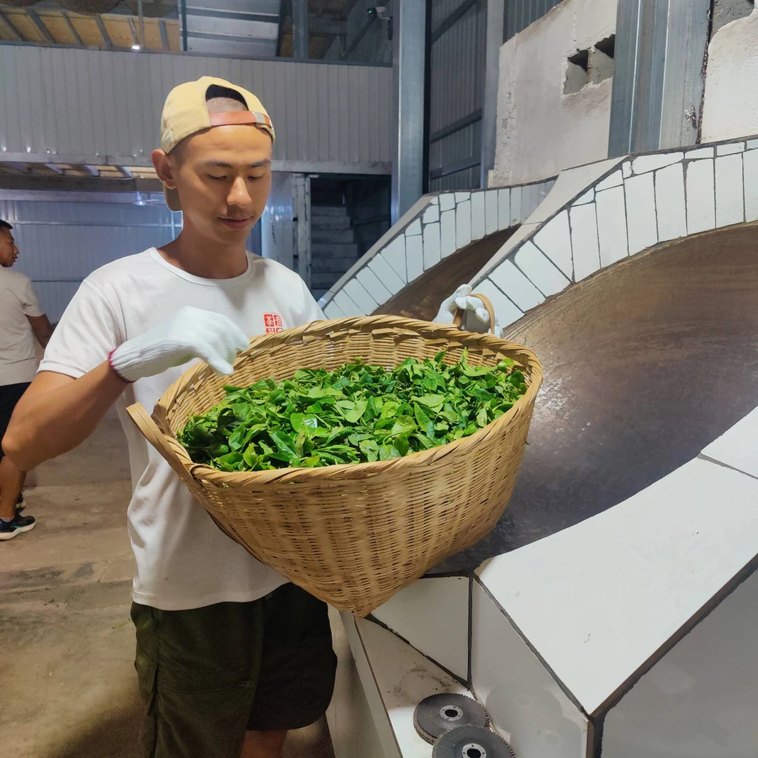 2024春【陈家地单株】100克 普洱茶 散茶