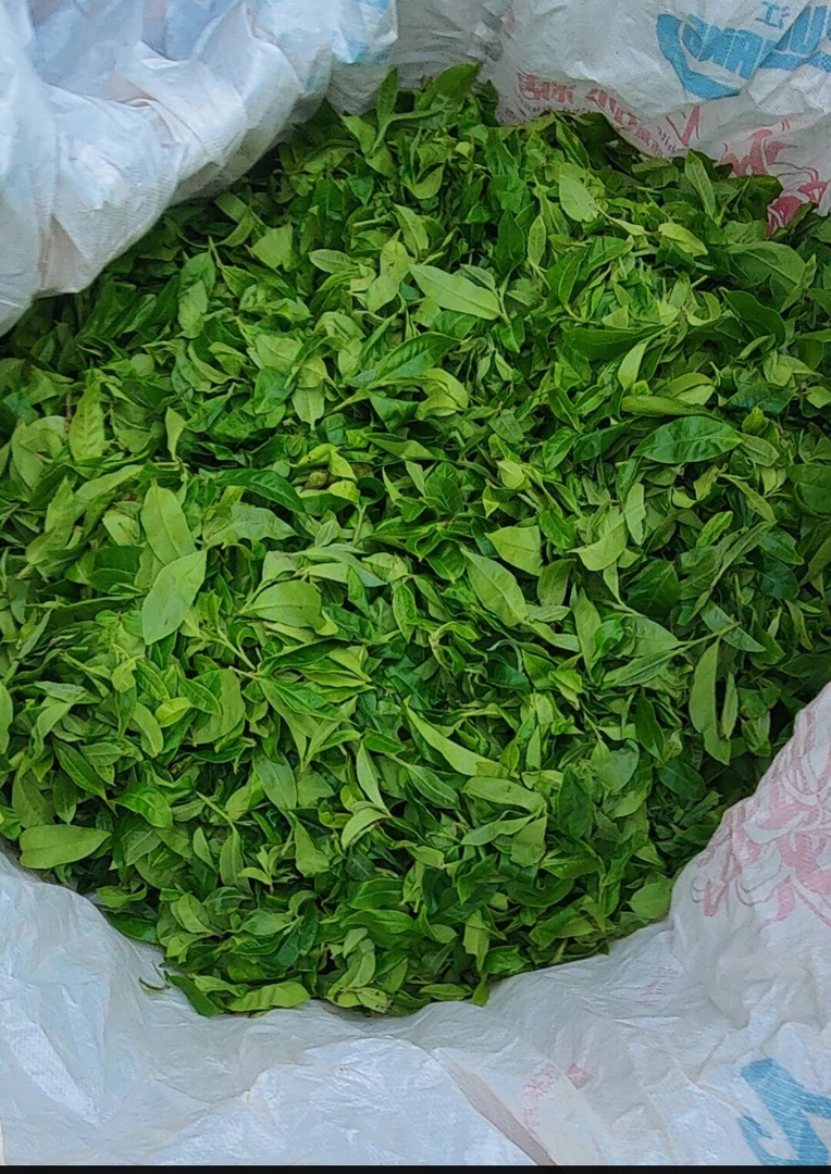 2024春【白莺山大叶种晒红】200克  普洱茶 散茶