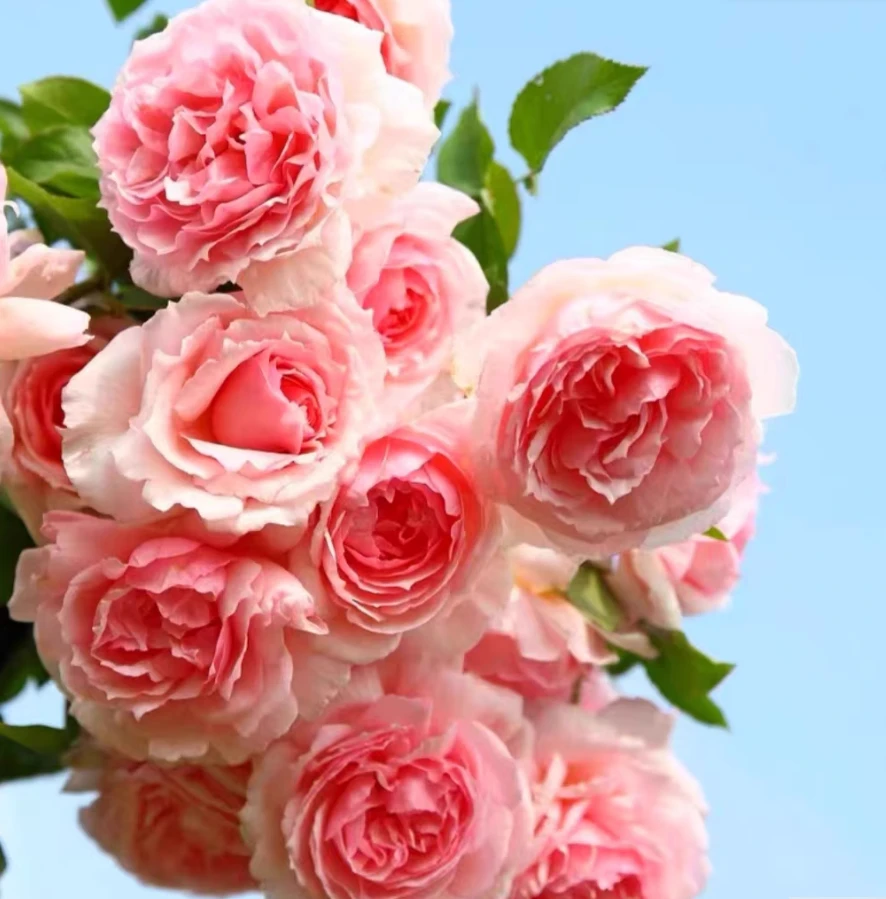 亚伯拉罕达比浓郁玫瑰鲜花玫瑰多季可藤可灌强香玫瑰鲜花盆栽品种