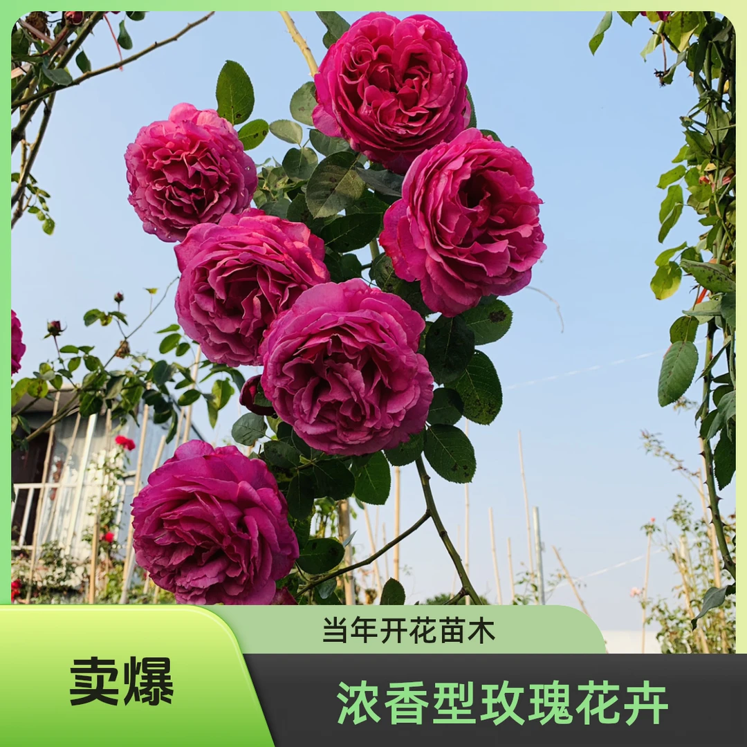 伊夫伯爵大苗当年开花花量大浓香型爬藤欧月多季节开花庭院阳台别