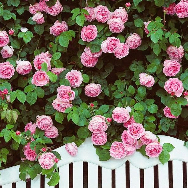 【网红爆款爬藤·粉色达芬奇】藤本月季花苗当年开花盆栽地栽庭院