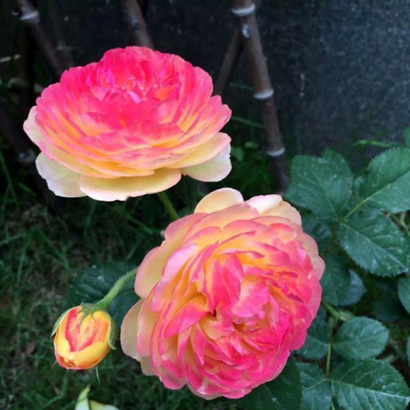 【可藤可灌·詹森小苗】 月季花苗爬藤大浓香四季藤本植物庭院