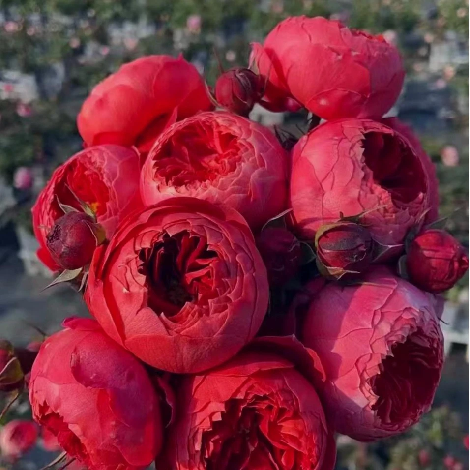 【新品灌木·朱砂碗】扦插小苗红色包子型大花多头花苗花量大四季开