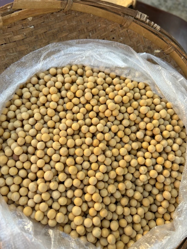 黄豆/菜/滇家好物！高原黄豆