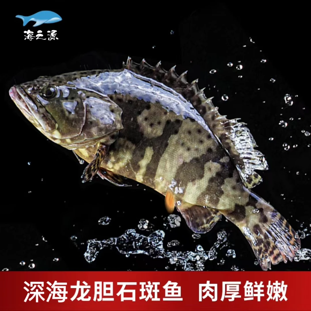 1.4斤-1.6斤/条 深海老虎龙胆石斑鱼 鲜活速冻锁鲜  顺丰冷链发货
