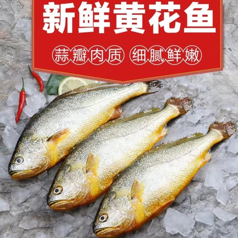 深海天然海捕黄花鱼 250g左右/条 鲜活速冻锁鲜 顺丰冷链发货