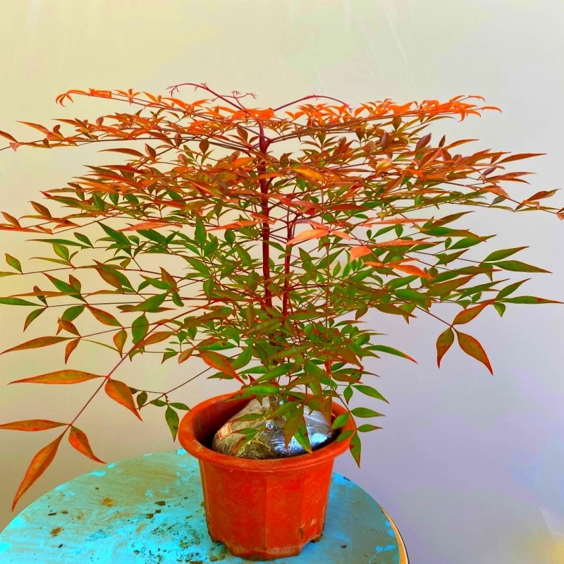 南天竹盆栽红叶南天竹庭院植物绿化苗办公室耐寒绿植观叶结果盆景