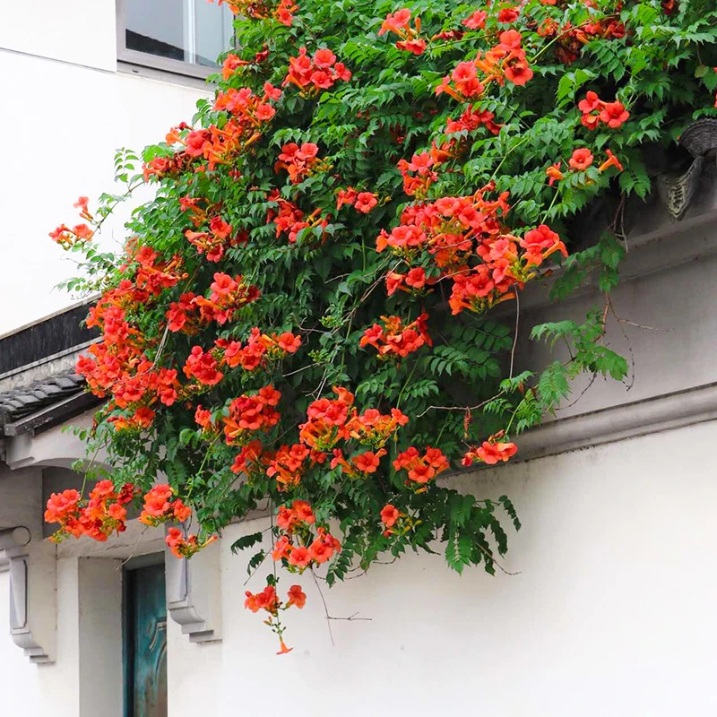 凌霄花苗爬藤植物灵霄花树母系大苗盆栽北方耐寒庭院名贵树苗风景