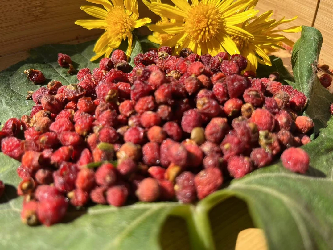 小花云南深山现收红豆杉