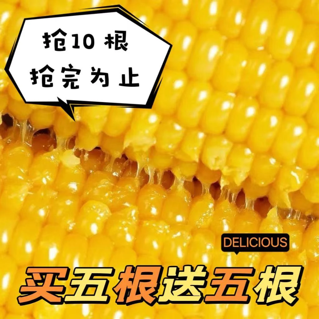 东北糯玉米粘糯米新鲜既甜又糯东北黄粘糯玉米黄糯玉米大棒苞米