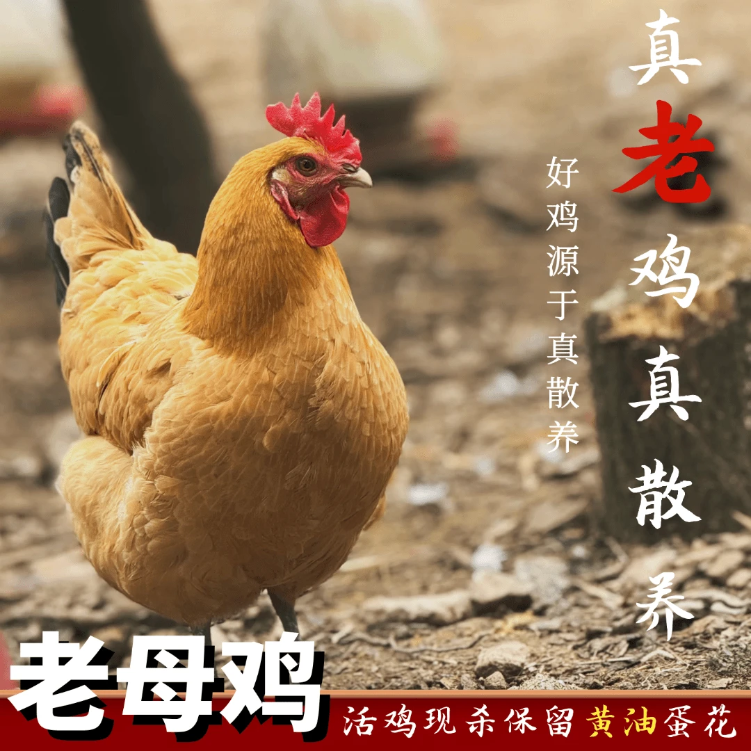 【英子家】放养2年黄油黄脚老母鸡发4只 带内脏净重8斤