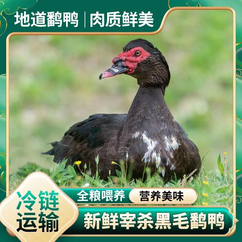 【开播福利A】山林放养番鸭1只净重4-5斤 净膛发货顺丰冷链