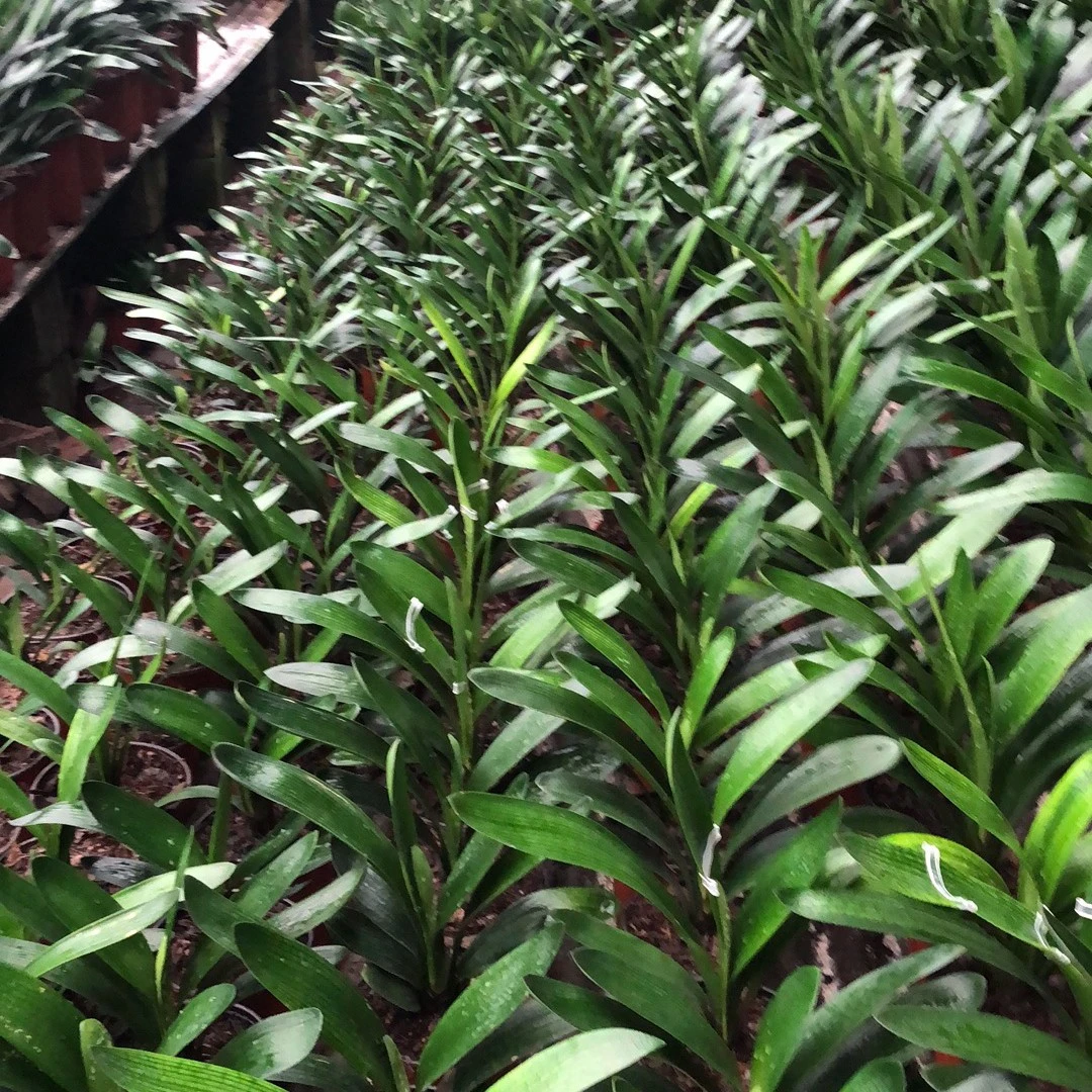 精品君子兰，圆头短叶麻脸，大花，小花，小苗，基地直发