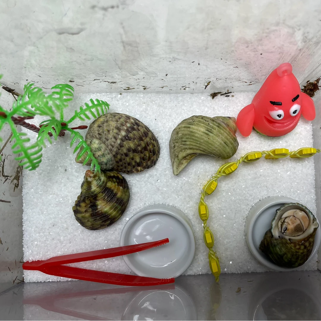 小朋友礼物寄居蟹新手套餐