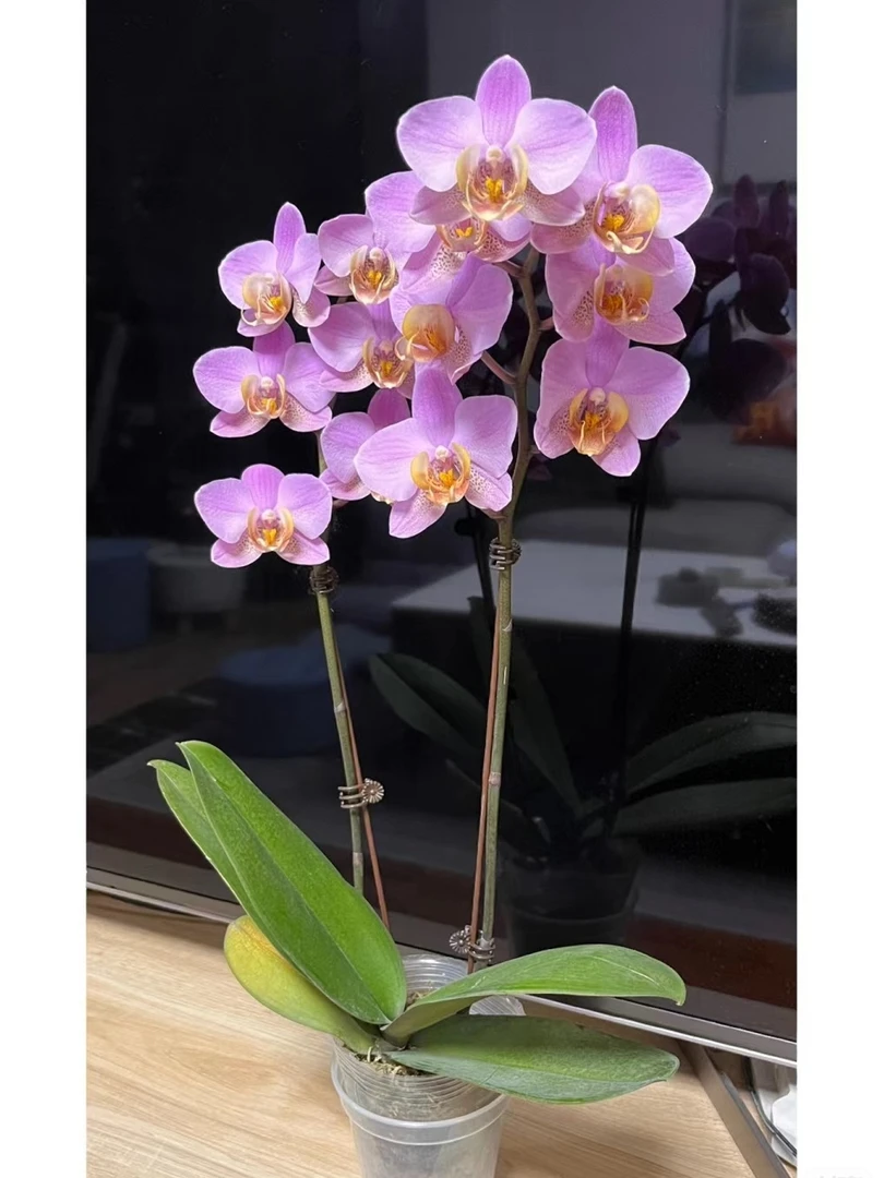 蝴蝶兰3.5杯【博蒙特】花苞苗椰壳植料绿植室内净化四季开花不断