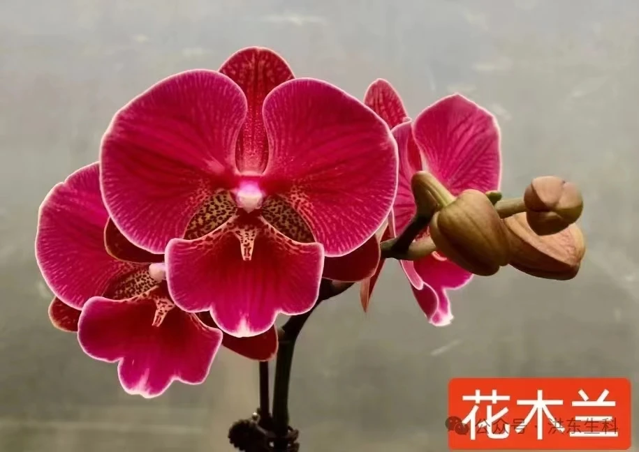 福利稀缺新品【花木兰】1.7寸杯不带花剑正宗对版基地直发