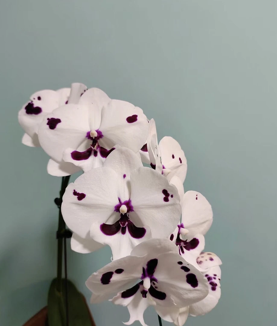 稀缺品种【菩提大乳牛】花苗花卉绿植室内净化四季开花不断