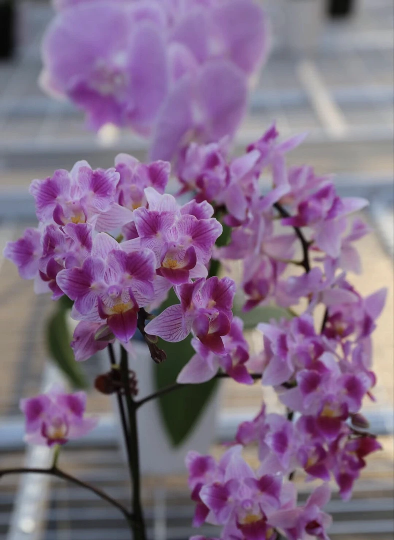 稀缺新品【蜡笔小新】宝宝苗盆栽一年四季开花不断正宗对版基地直发