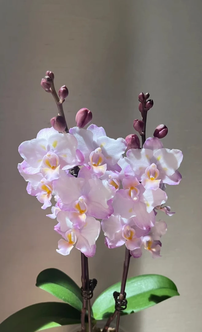 台湾原生蝴蝶兰3.0杯【刘氏樱花】花苞苗丰花型 续花型四季开花不断