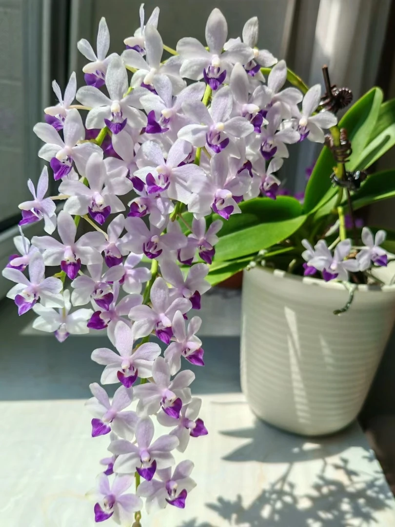 稀缺蝴蝶兰室内一年四季开花阳台客厅摆件装饰鲜花绿植盆栽高档