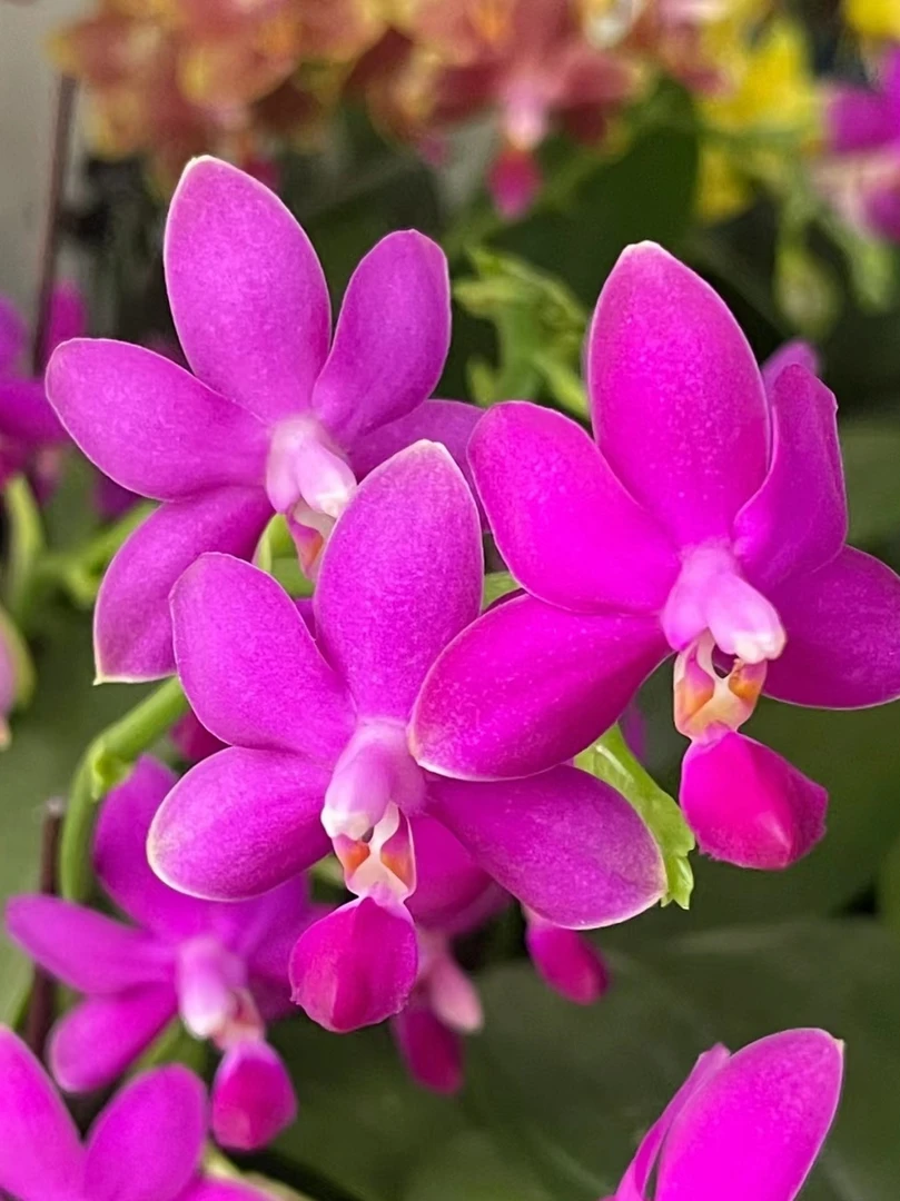 原生品种蝴蝶兰【马丁系列】苗花卉绿植室内净化四季开花不断发货