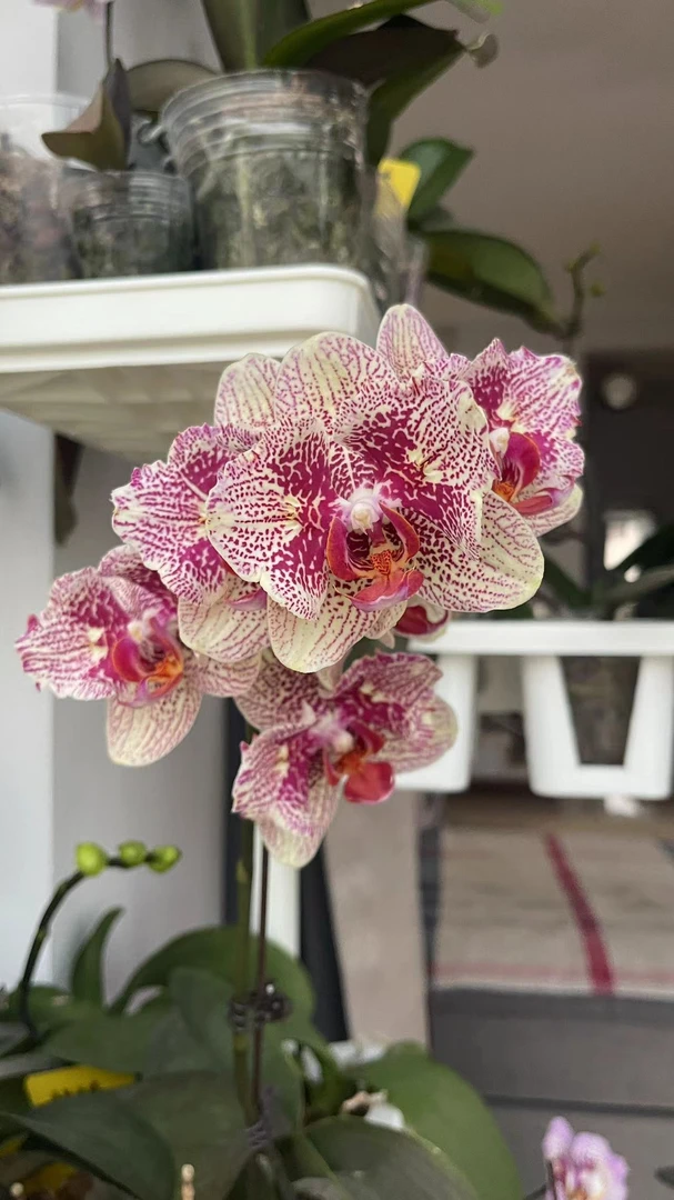 稀缺蝴蝶兰绿植室内净化一年四季开花不断前台栽培美观