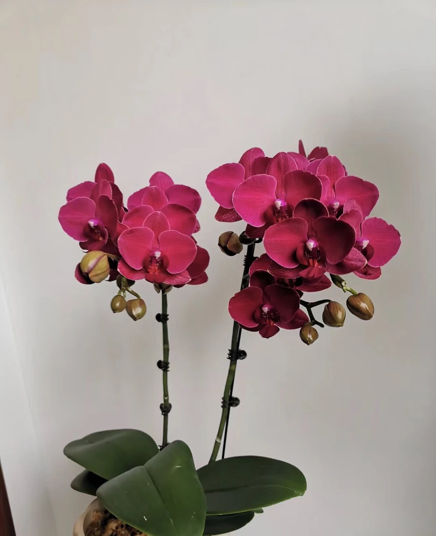 安祖花苗【蒙特勒】梗苗室内净化一年四季开花不断基地直发