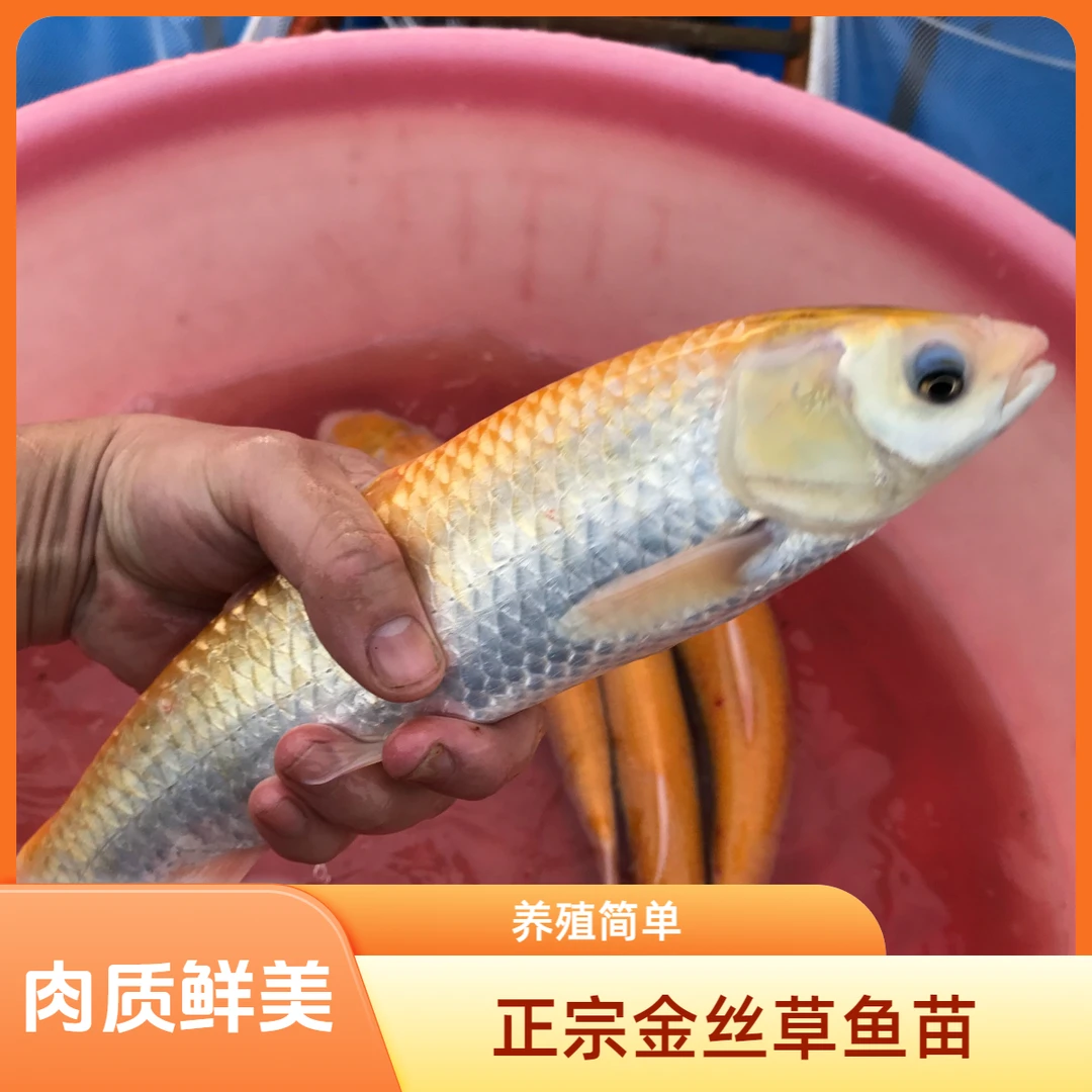金丝草鱼 金草鱼 淡水食用鱼