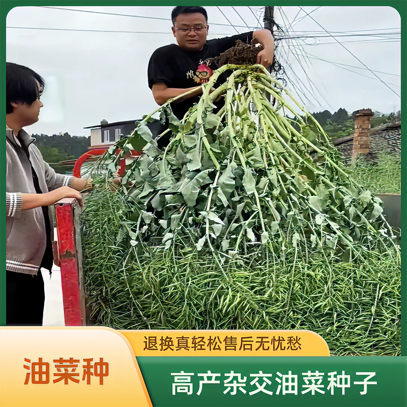 德双11油菜 双籽油66油菜种子高产矮杆耐寒抗倒伏高出油油菜种籽