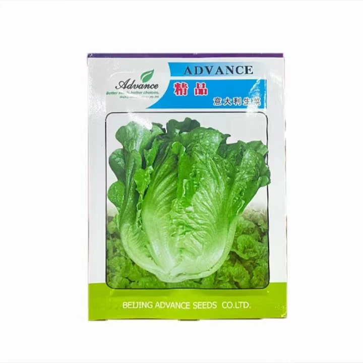 【生菜杨姐推荐】精品意大利种子生菜生长育苗整齐种植简单菜农家