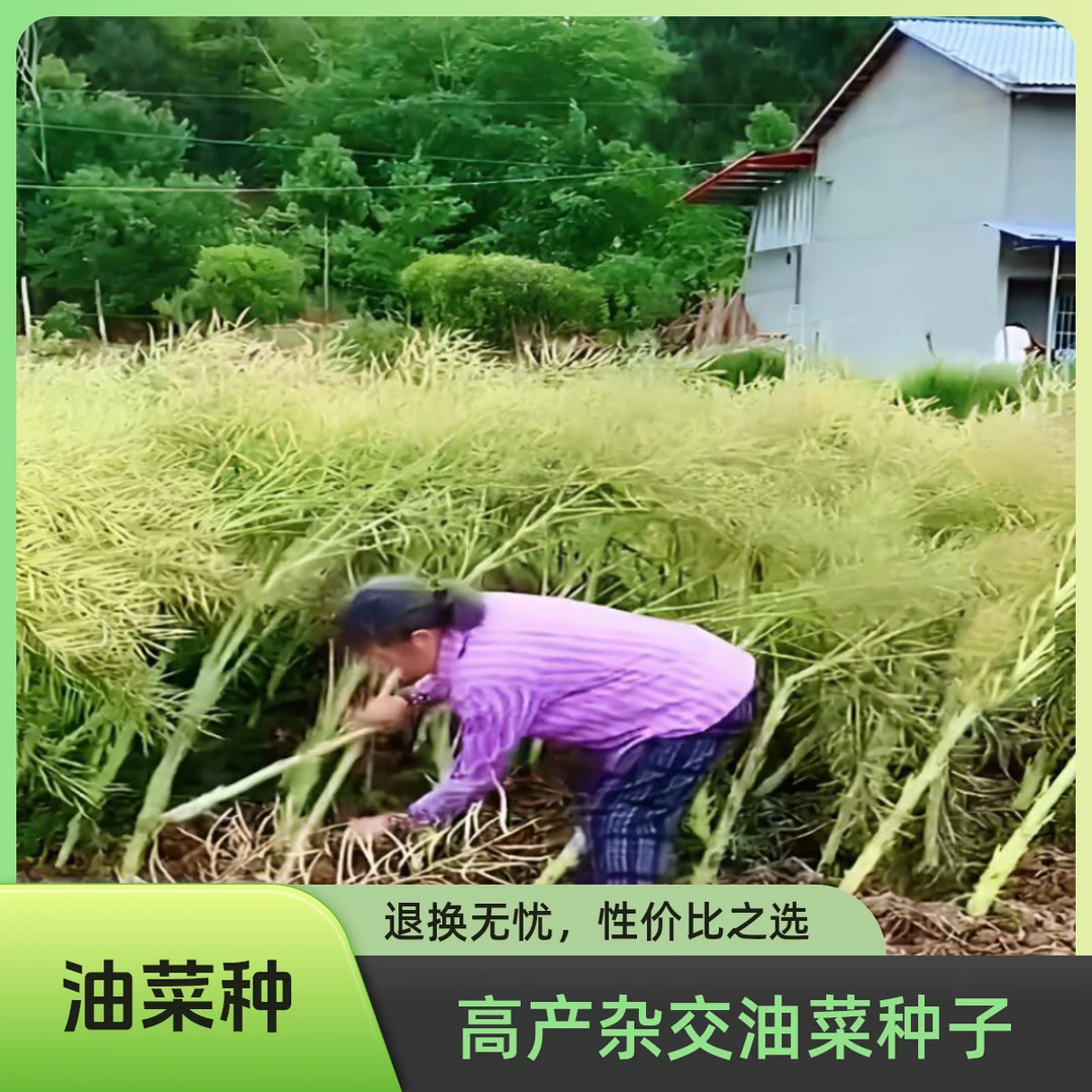 高产华油系列567油菜种子矮杆大田油菜种籽耐寒抗倒伏高出油秋季