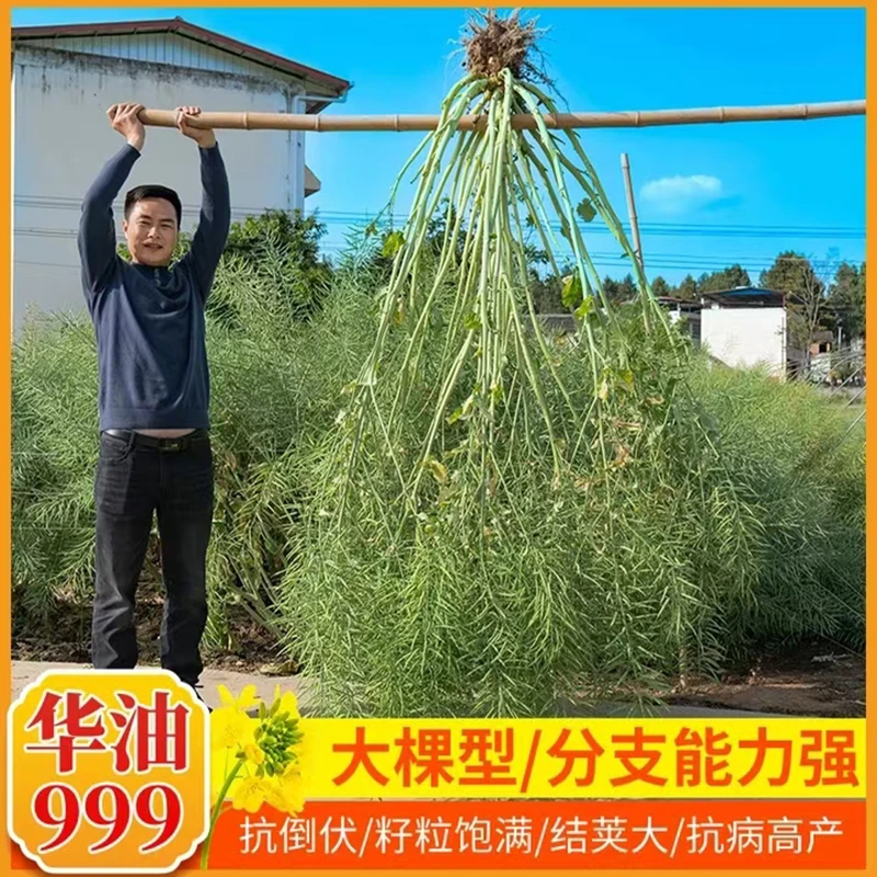 华油999大田油菜种籽抗病抗倒优质高产油菜种子高出油率矮杆油菜