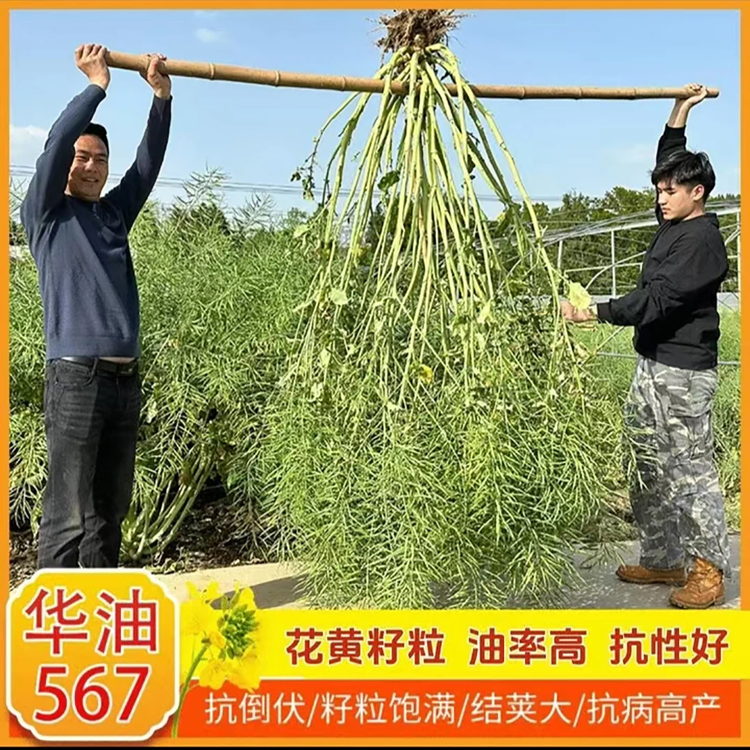 华油567高产油菜种花黄籽强分支矮杆抗倒好品种双抗双低早熟种子