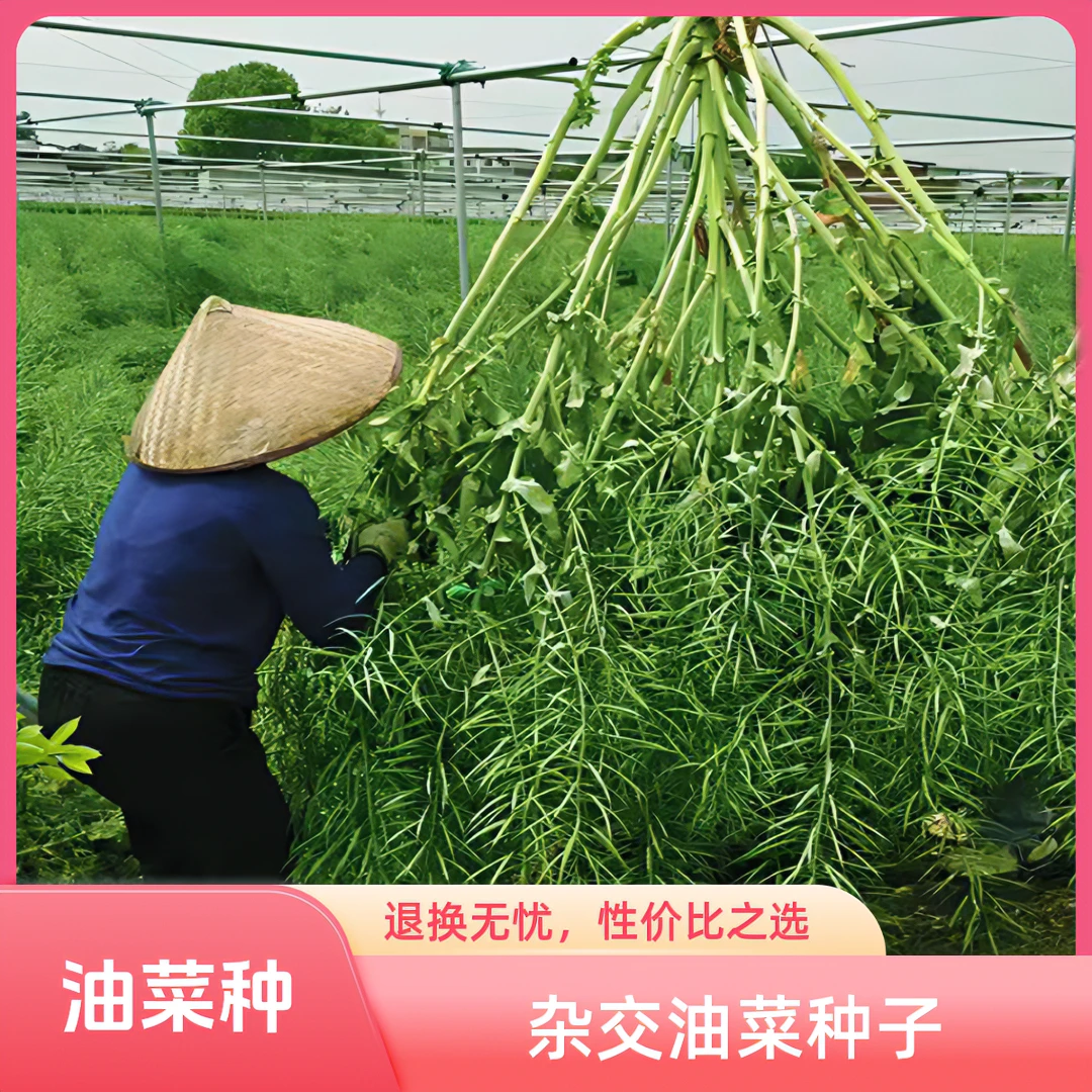 【华油999油菜种子】高产量矮杆抗倒耐寒杂交油菜籽华油777华油567