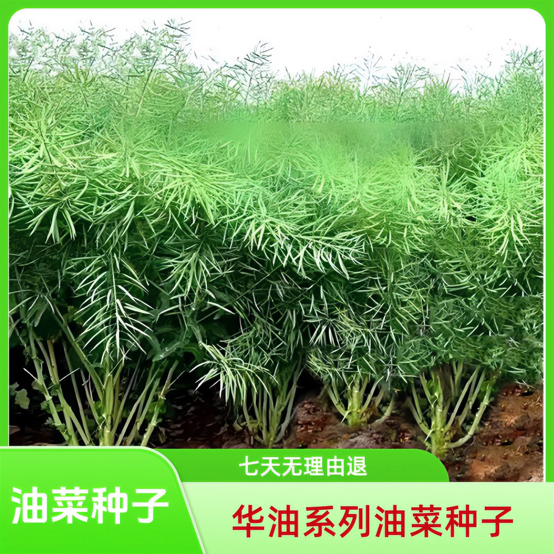 油菜种子华油777/999高产甘蓝型杂交油菜籽矮杆抗倒伏高出油中熟