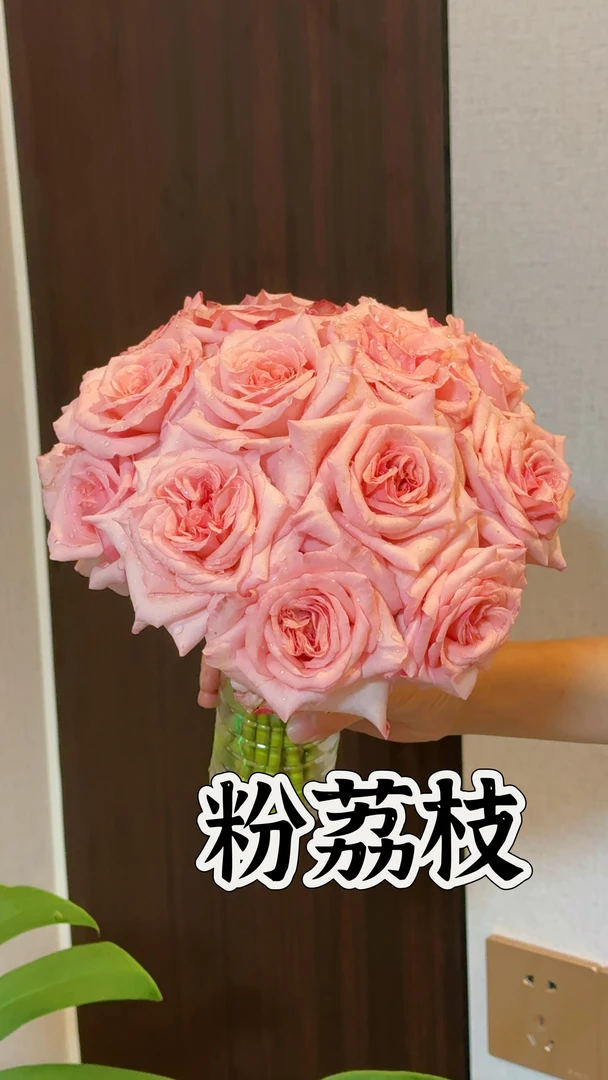 【粉荔枝】可儿茁时花园精选月季根接精品露天苗浓香抗病耐热耐雨淋