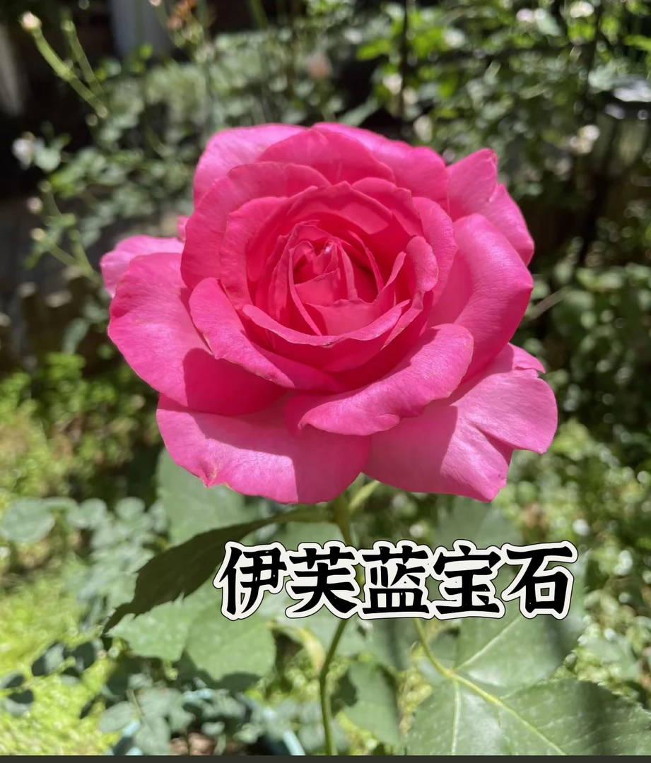 【伊芙蓝宝石】可儿茁时花园精选月季 精品根接露天苗灌木强香耐热