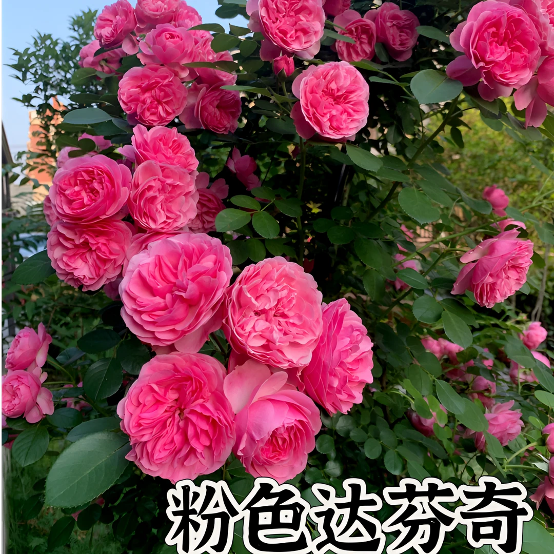 【粉色达芬奇 】可儿茁时花园精选月季精品根接苗藤本清香多头勤花