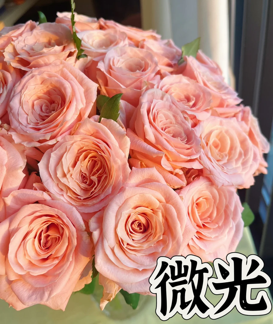 【微光】可儿茁时花园精选月季 根接精品苗灌木清香少刺黄粉色