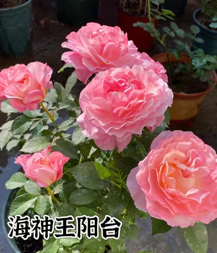 【海神王阳台】可儿茁时花园精选 精品根接苗大花微月 浓香抗病