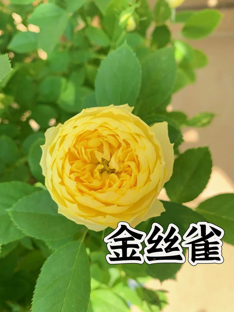 【金思雀】可儿茁时花园精选月季 根接精品苗微月勤花抗病