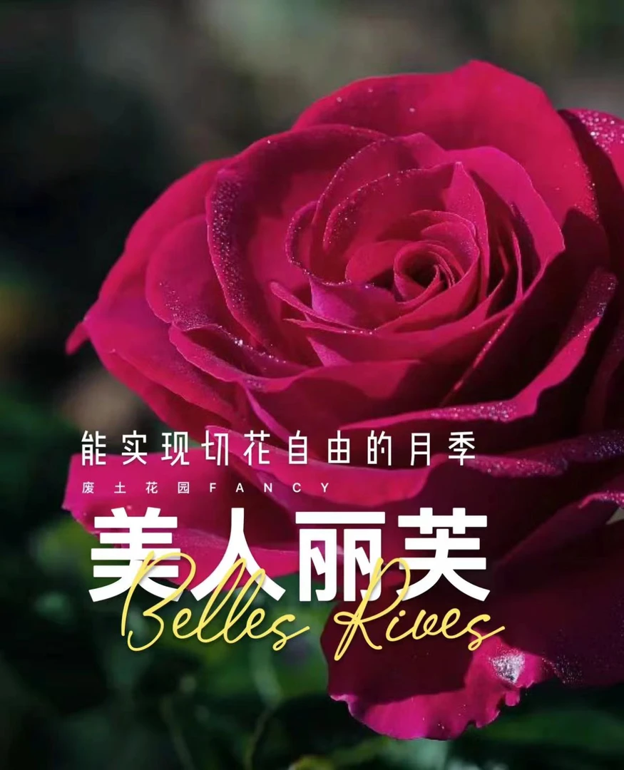 【美人丽芙】可儿茁时花园精选月季根接精品露天苗灌木浓香勤花抗病