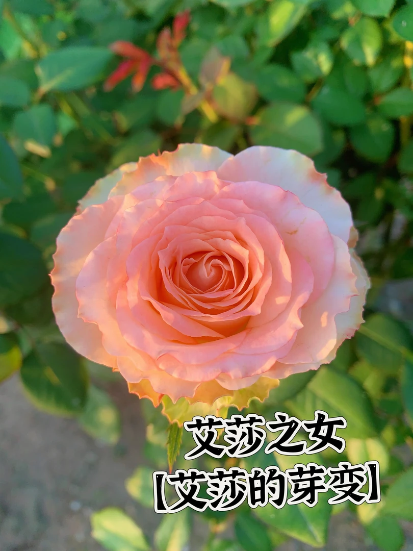 【艾莎之女】可儿茁时花园精选月季根接精品苗艾莎芽变品种耐热大花